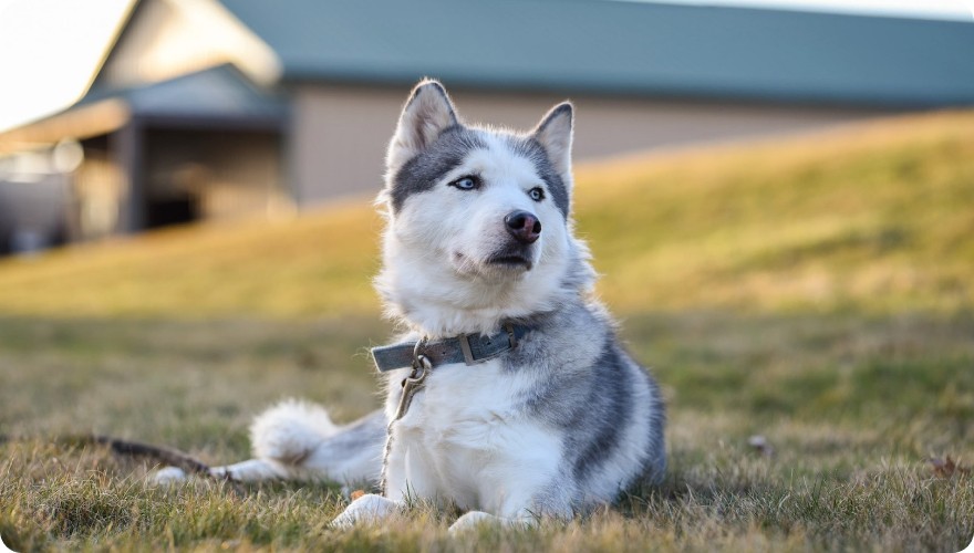 Dog Flu Symptoms in Boston, MA: What to Look Out for