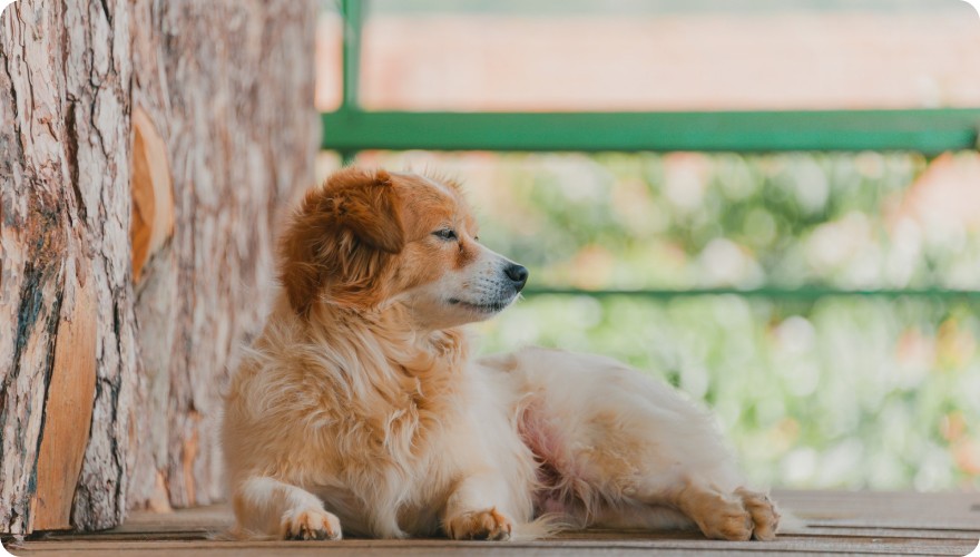 10 Benefits of Spaying and Neutering Your Pet
